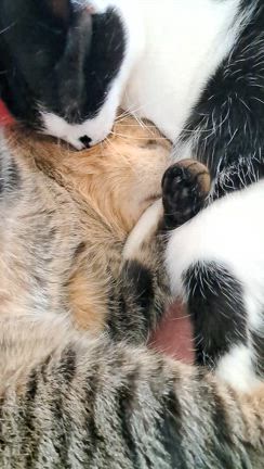 ふくふくの細胞診の結果と優しいみるくの記事動画