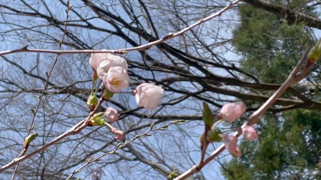 自分でやる事に決めたこと。の記事動画