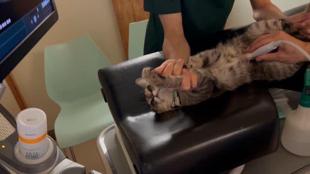 第一月曜日は画像診断専門の先生の診察が受けられます！の記事動画