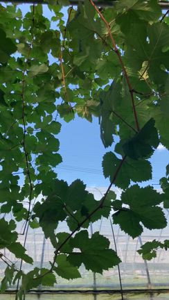 葡萄100%の記事動画