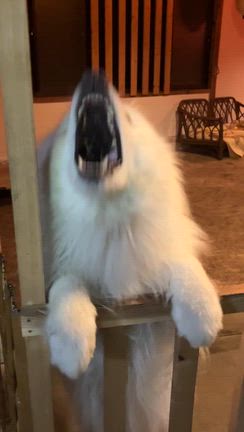 明日はお休みの記事動画