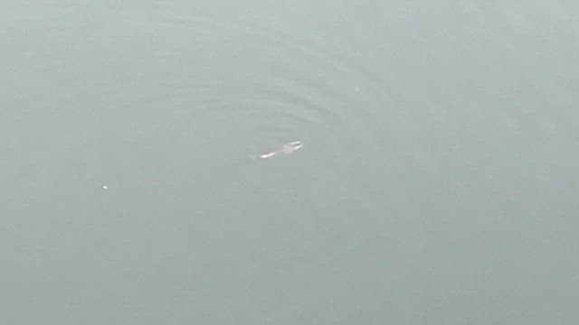 見えてはいるけど釣るのは難しいの記事動画