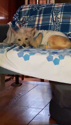 挽回中の記事動画