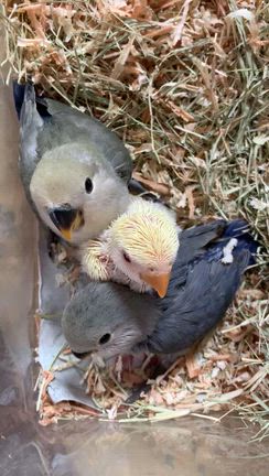 販売❣️ラブリー♡コザクラインコ雛ちゃん╰(*´︶`*)╯♡の記事動画