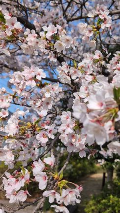 名残の桜　朝散歩の記事動画