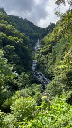 滝 と ひまわりの記事動画