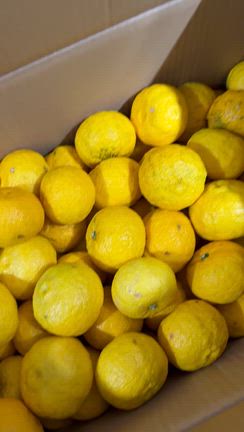 高知からの記事動画