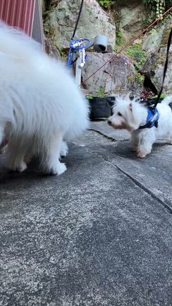 今日のワンコの記事動画