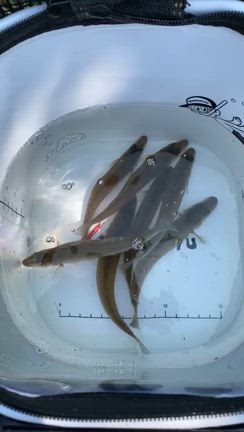 キスゲゲーム♪の記事動画