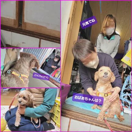 置き去りわんちゃん…ベルくんの記事動画