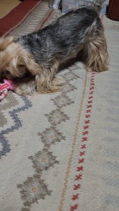 ごぶさたです(^_^ゞとトリミング✂️の記事動画