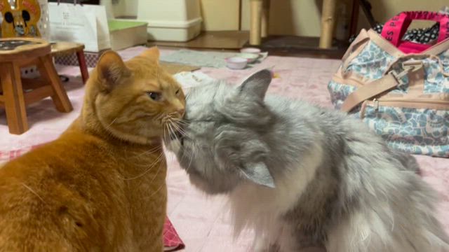 ♪ママリさんとしーたん仲良くケンカする〜の記事動画