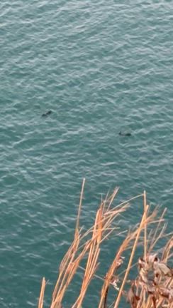 最東端に立ってみたの記事動画