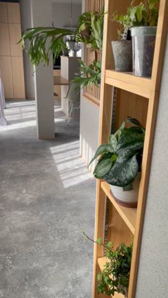 植物達の冬越しの記事動画