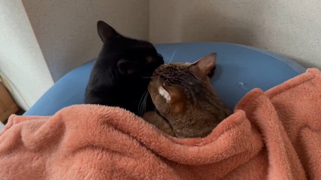 めっきり寒くなりました〜の記事動画