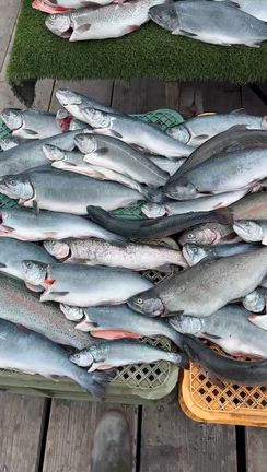 サーモンコーナー今日も大噴火！の記事動画