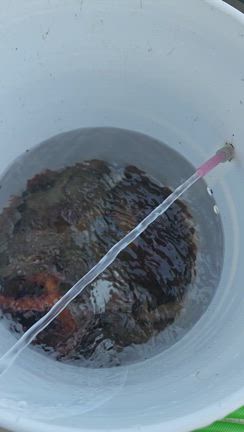 令和7年8月2日仲丸釣果の記事動画