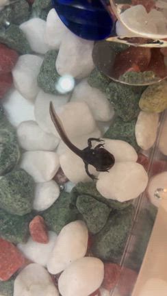 足に続いて手も出てきたよの記事動画