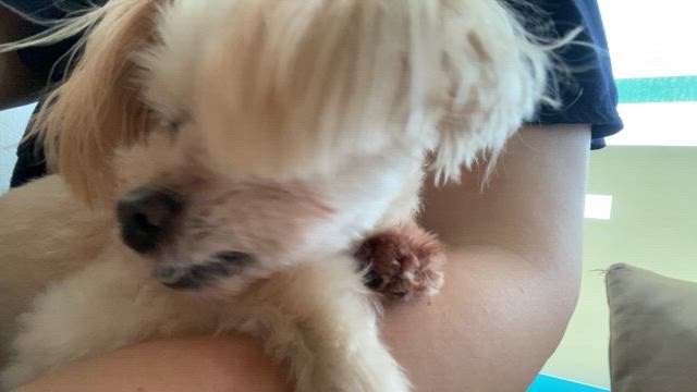 あたちも頑張るので、みんなも頑張ってねの記事動画