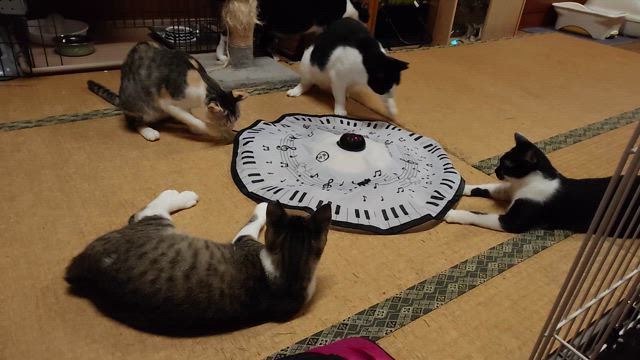 せっせとおもちゃを貢ぐ毎日の記事動画