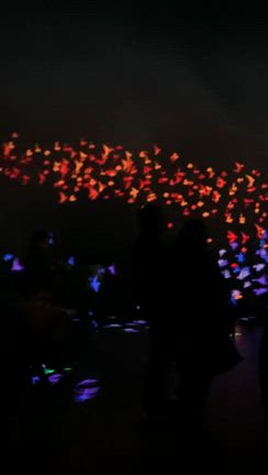 ニューヨーク　自然史博物館　特別展　インビジブルワールドの記事動画