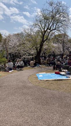 お花見の記事動画