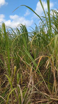 まだでしたーの記事動画