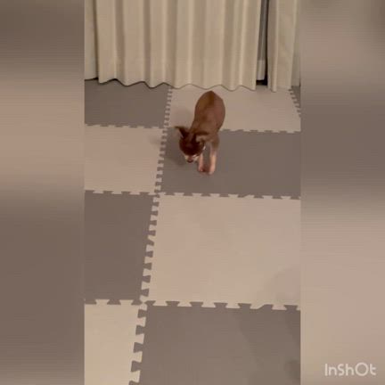 犬のパテラの記事動画