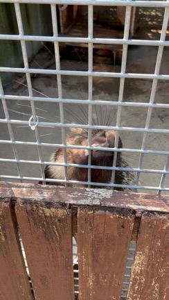 自由すぎる動物園の記事動画