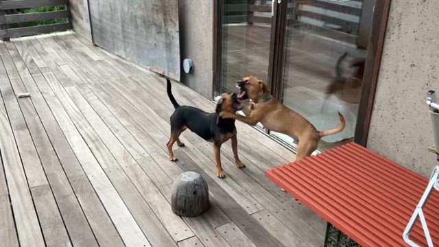 茨城のセンターから引き出した兄弟、正式譲渡です。の記事動画