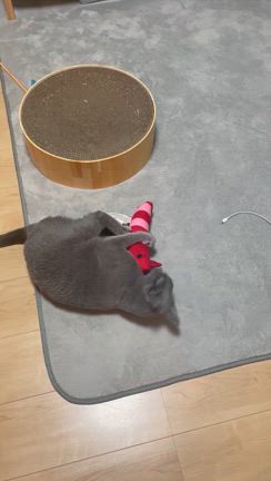 エビの記事動画