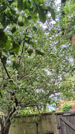 我が家の果実の記事動画