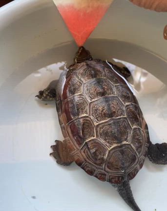 クサガメたろちゃんお誕生日の記事動画