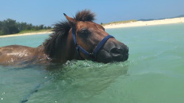 海だ！の記事動画