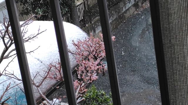 雪だよの記事動画