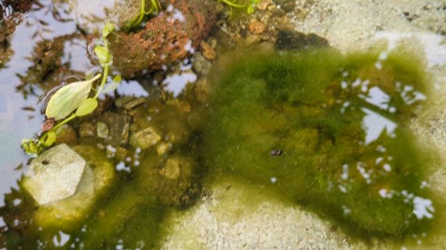 メダカのオロチとマリアージュの記事動画