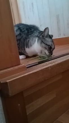 「朝お菓子ガッツリ食い」と完璧主義が合致して長時間の連続作業の記事動画