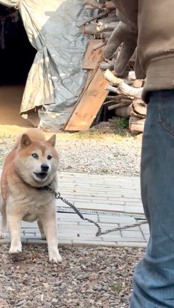 柴犬二匹の夕方の散歩。　の記事動画