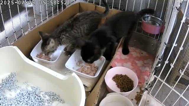 ちびっ子ギャングの記事動画