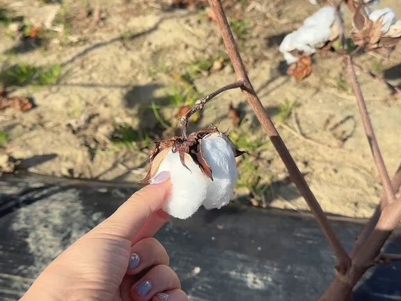 ♡25.11.22/2025東北コットンフェスティバル 『綿つみ収穫祭』♡の記事動画