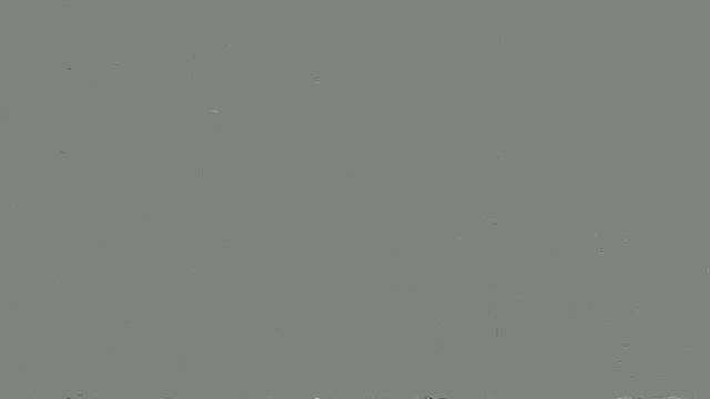 ラグドールと暮らして2週間。ツンデレに毎日癒されていますの記事動画