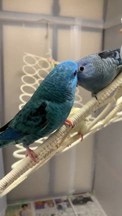 お預かり中のサザナミインコ雛ちゃん達╰(*´︶`*)╯♡の記事動画