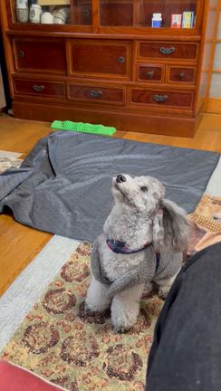 年末の過ごし方の記事動画