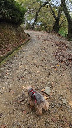お山のてっぺんとお誕生日プレゼント♪の記事動画