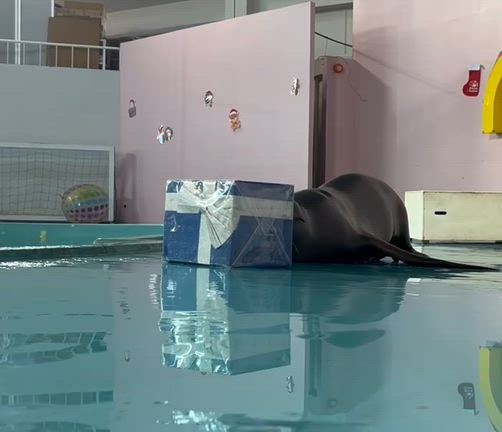 アシカ達のクリスマスパーティー開催中！の記事動画