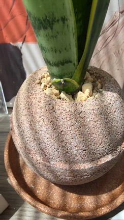 スボラ主婦でも簡単・安心♪部屋のインテリアにおすすめの開運アイテムの記事動画