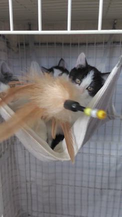 譲渡会のお知らせです | 今日のしっぽ村