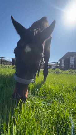 今日のツヨシの記事動画