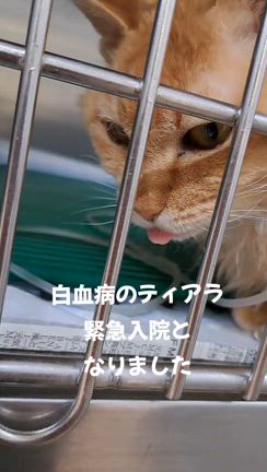 ティアラ緊急入院となりましたの記事動画