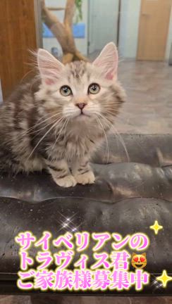 抱っこができるサイベリアンの子猫  ブラックシルバーの トラヴィス君 ご家族募集中の記事動画